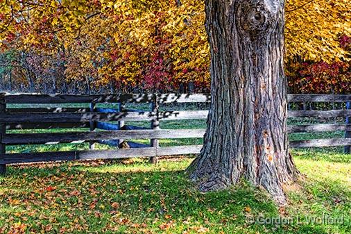 Fence Beyond Tree_29560.jpg - Photographed near Portland, Ontario, Canada.